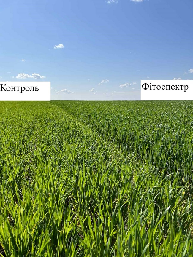 Застосування регулятору росту рослин БТС Фітоспектр на озимій пшениці