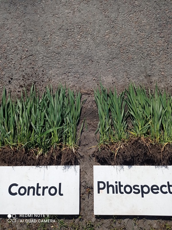 Внесення регулятору росту рослин БТС Фітоспектр на озимій пшениці