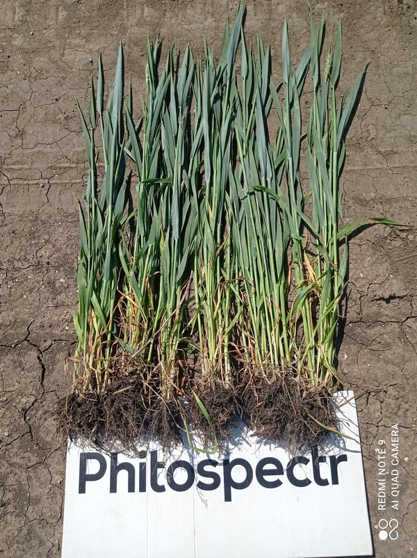 Внесення біостимулятору росту рослин БТС Фітоспектр на озимій пшениці