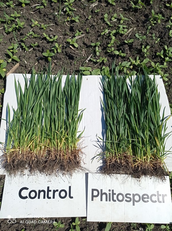 Застосування стимулятору росту рослин БТС Фітоспектр на озимій пшениці