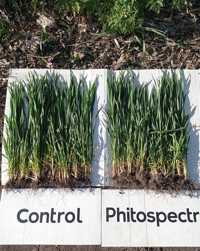 Використання регулятору росту рослин БТС Фітоспектр на озимій пшениці