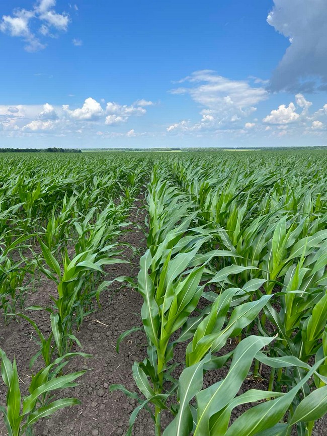 Внесення регулятору росту рослин БТС Фітоспектр на кукурудзі